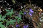 Southern blue monkshood <BR>Monkshood